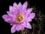 Gymnocalycium horridispinum (Samen)